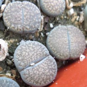 lithops verruculosa  glabra C 198 кирпичный цветок