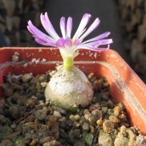 conophytum burgeri