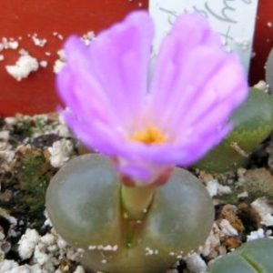 ophthalmophyllum praesectum
