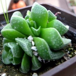 crassula dorothy