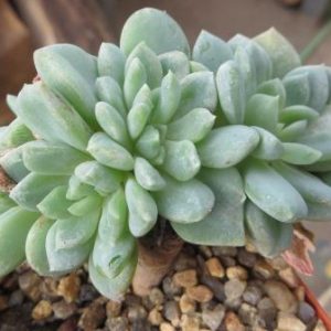 echeveria cristata