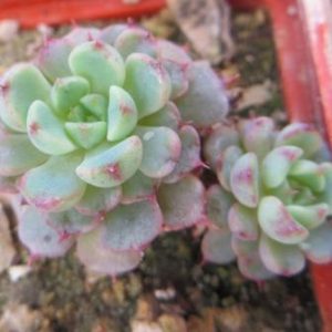 echeveria minima