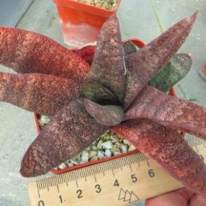 gasteria batesiana
