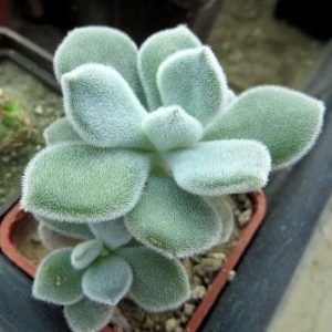 echeveria frosty