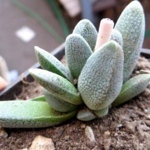 crassula tecta aff ЮАР