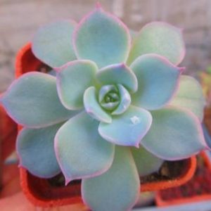 echeveria subsessilis распродажа