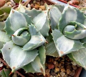 Agave isthmensis ‘Ohi Raijin Shiro Nakafu