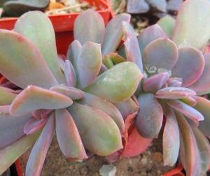 echeveria cristata