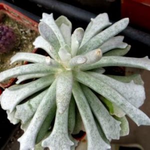 senecio scaposus addoensis