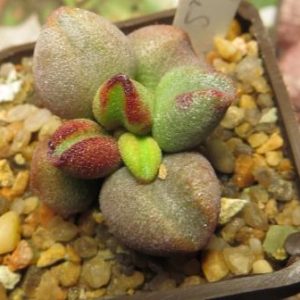 102 adromischus marianae immaculatus ЮАР