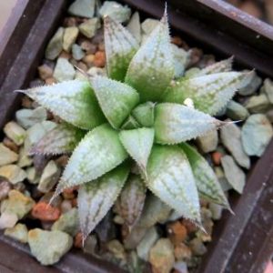 haworthia white  hybrid