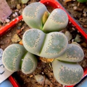 1731.58 MG lithops terricolor C 376 4 головы