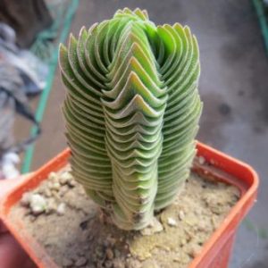 crassula buddha's temple