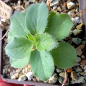 pelargonium proliferum