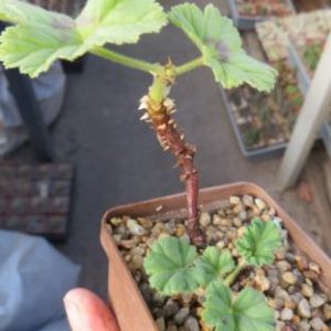 pelargonium molicomum