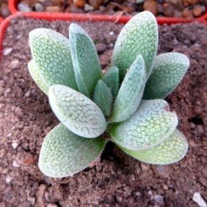 crassula tecta не гибрид