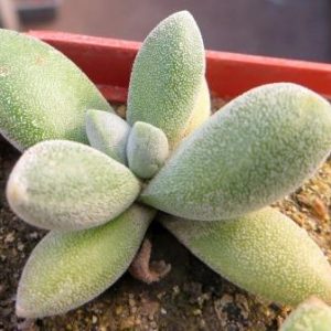 crassula grisea - bakeri