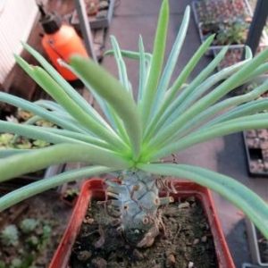 tylecodon cacalioides