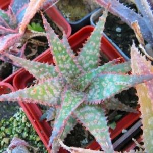 aloe hybrid