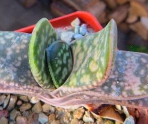 gasteria hybrid