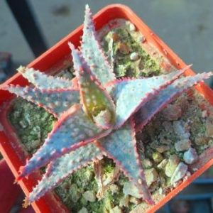 aloe christmas carol