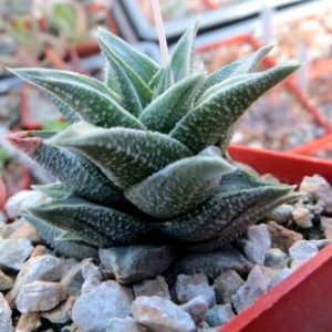 kotengu nishiki
