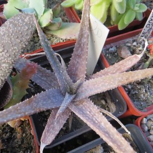 aloe parvula hybrid