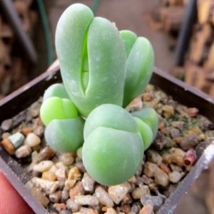 gibbaeum helsii