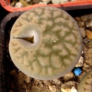 1616.54 lithops hookeri marginata