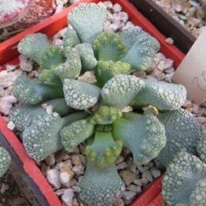 1870.822  titanopsis calcarea