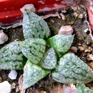 haworthia picta