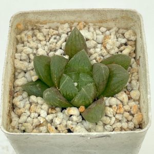Haworthia cooperi v. pilifera