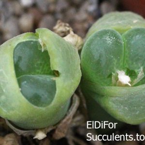 1810.31 Ophthalmophyllum-limpidum LAV27636 88 10 семян seeds