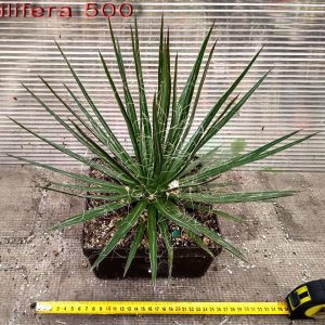AGAVE FILIFERA