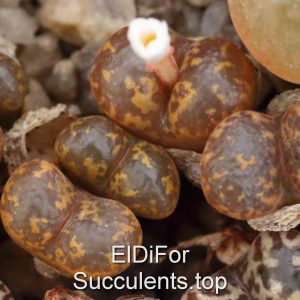 Conophytum pellucidum 'pardicolor' 1444.36 10 семян seeds