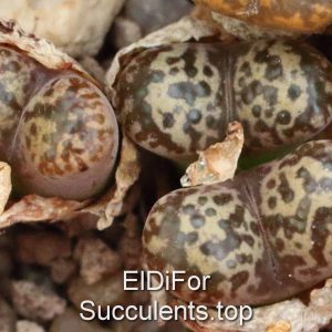 насіння Conophytum  pellucidum v neohallii Windhoek, Springbok 1444.32   seeds
