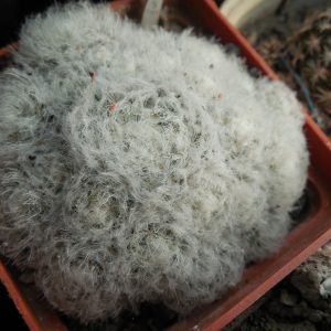 Mammillaria plumosa - f.monstruosa