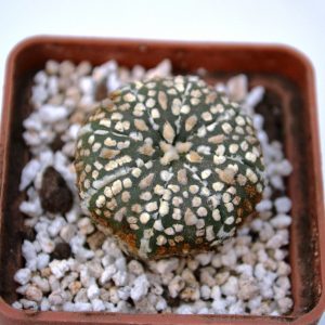 Astrophytum asterias cv. » super kabuto»
