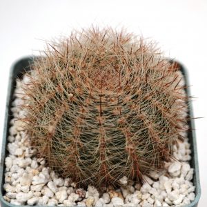 Lobivia leucomalla (P.P. № 2404.00)