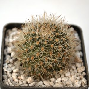 Rebutia simoneana R739
