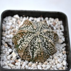 Astrophytum asterias cv. » super kabuto» x A. coahuilense