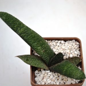 Gasteria batesiana