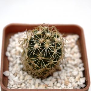 Coryphantha cornifera SB 123