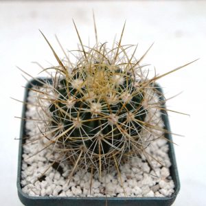Echinofossulocactus