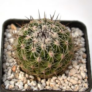 Thelocactus conothelos (Ko)