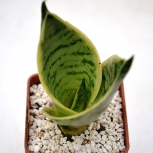 Sansevieria Hahnii "Silver Star"