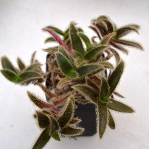 Tradescantia somaliensis