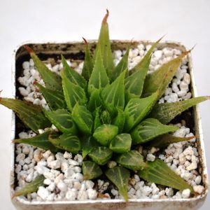 Hawoerhia multifolia