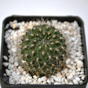Rebutia albioreolata