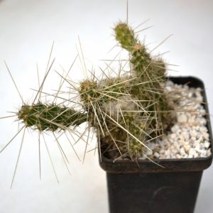 Cylindropuntia whipplei